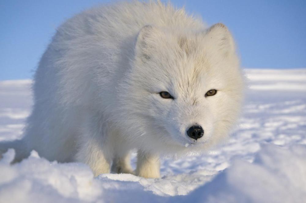 Arctic fox
