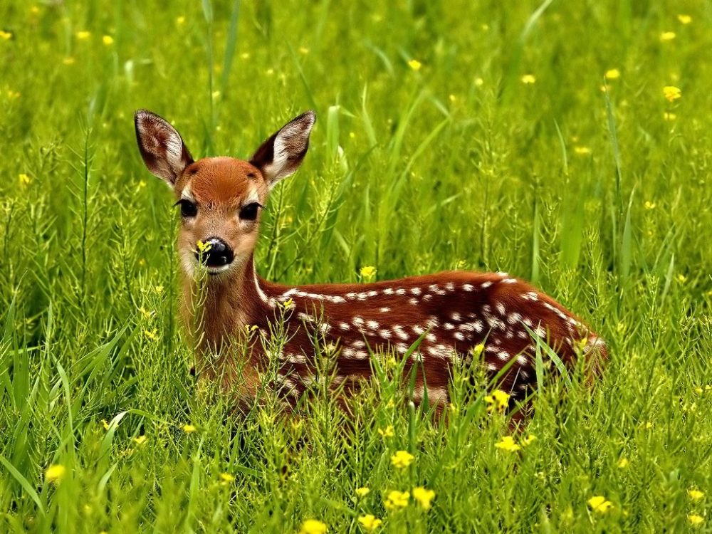 Fawn