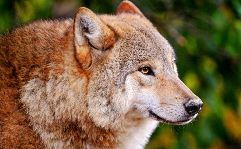 Red Wolf